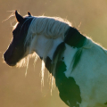 Irish cob | fotografie