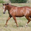 American Quarter Horse | fotografie