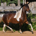 American Paint Horse | fotografie