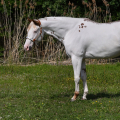 American Paint Horse | fotografie