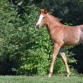 American Quarter Horse | fotografie