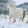 welsh mountain pony | fotografie