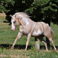 American Paint Horse | fotografie