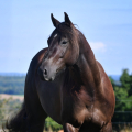 American Quarter Horse | fotografie