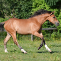 American Quarter Horse | fotografie