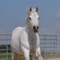 American Quarter Horse | fotografie