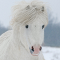 welsh mountain pony | fotografie