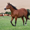 American Quarter Horse | fotografie