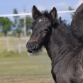 Fell pony | fotografie