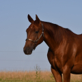 American Quarter Horse | fotografie