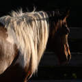 American Paint Horse | fotografie