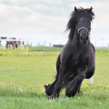 Fell pony | fotografie