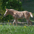 American Quarter Horse | fotografie