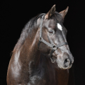 American quarter horse | fotografie