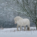 welsh mountain pony | fotografie