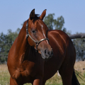 American Quarter Horse | fotografie