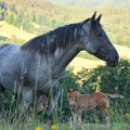 American Quarter Horse | fotografie