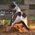 American Paint Horse | fotografie