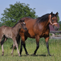 American Quarter Horse | fotografie